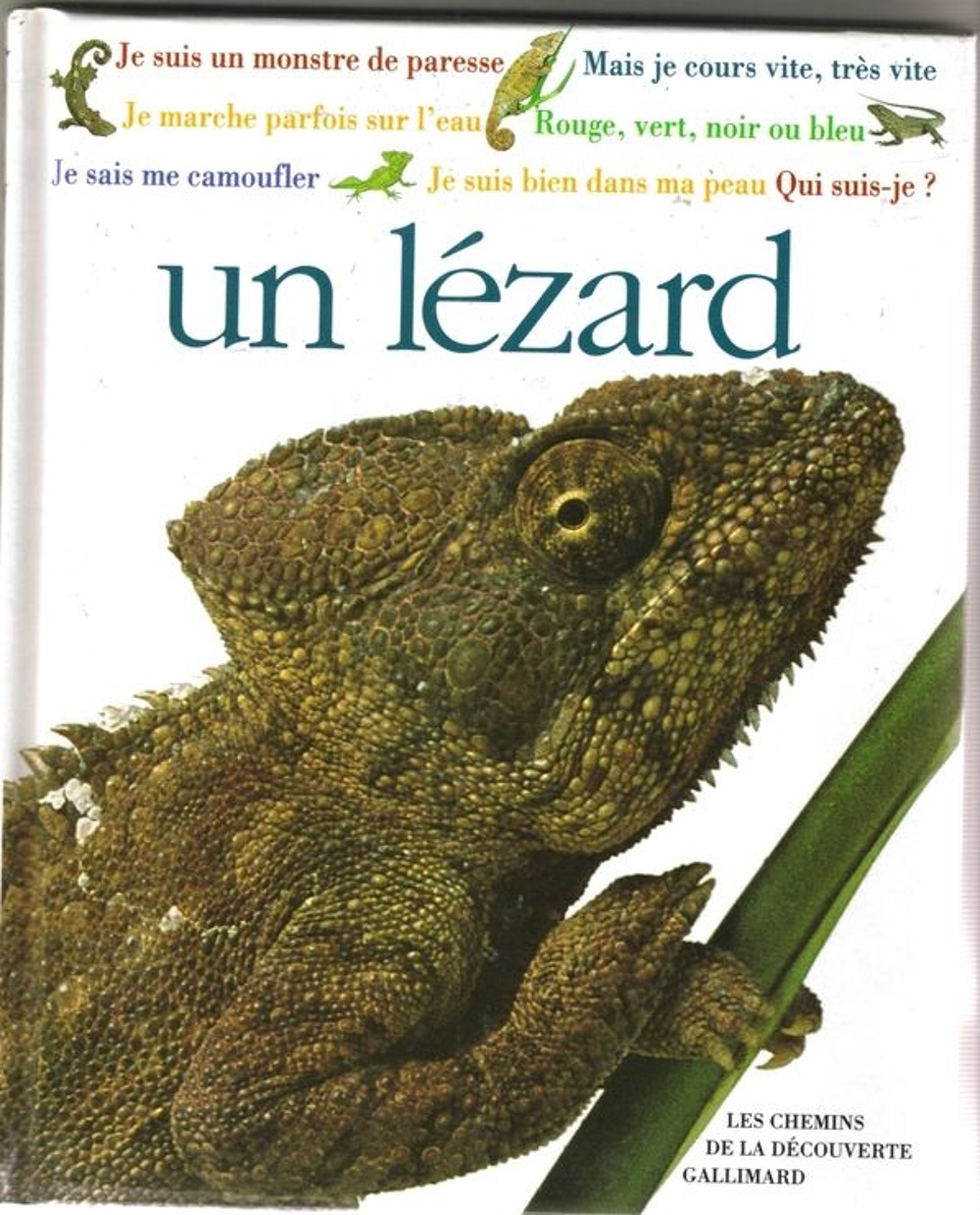 couverture de : Un lézard